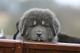 DOGUE DU TIBET 706